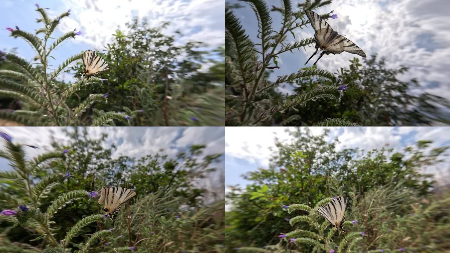 蝴蝶飞在植物上吃花蜜