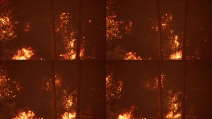 森林大火产生的强烈火焰