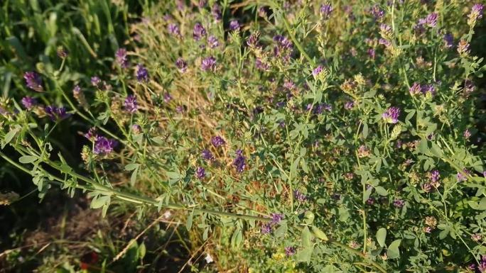 阳光明媚的日子里，田野上盛开的紫花苜蓿的茎