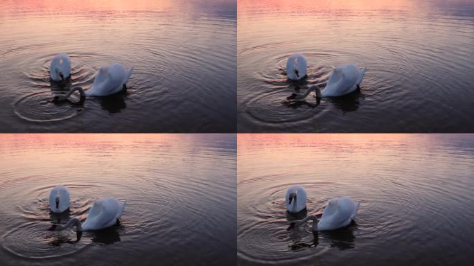 春天日落时，天鹅漂浮在湖面上