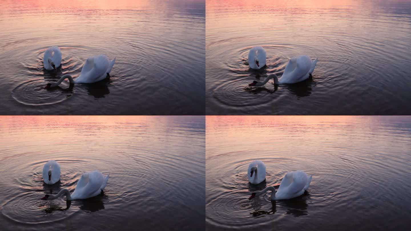 春天日落时，天鹅漂浮在湖面上