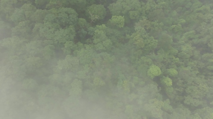透过云层缓慢下降的森林航拍照片