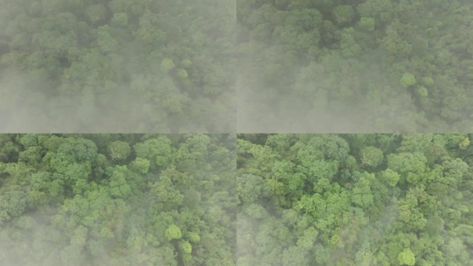 透过云层缓慢下降的森林航拍照片