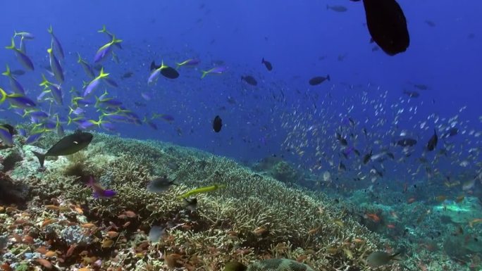 在巴厘岛的水下海洋中发现令人惊讶的鱼类种类。