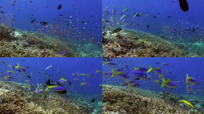 在巴厘岛的水下海洋中发现令人惊讶的鱼类种类。