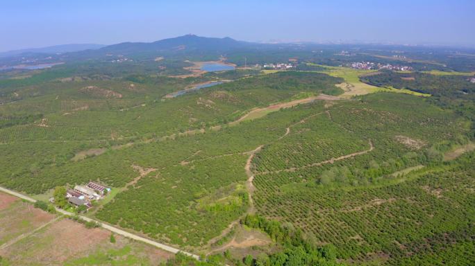 茶油基地航拍