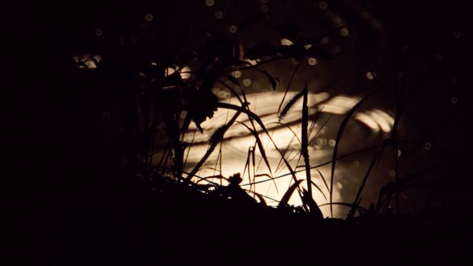 水中月亮月球倒影树叶剪影