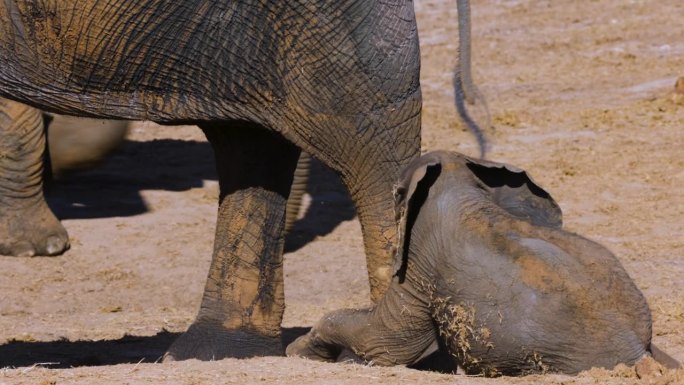 特写镜头。可爱的小象在水坑边的沙子里打滚，母象在后面
