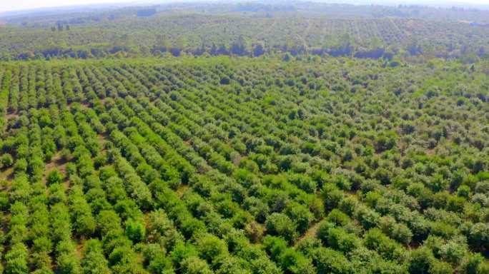 茶油树种植基地航拍