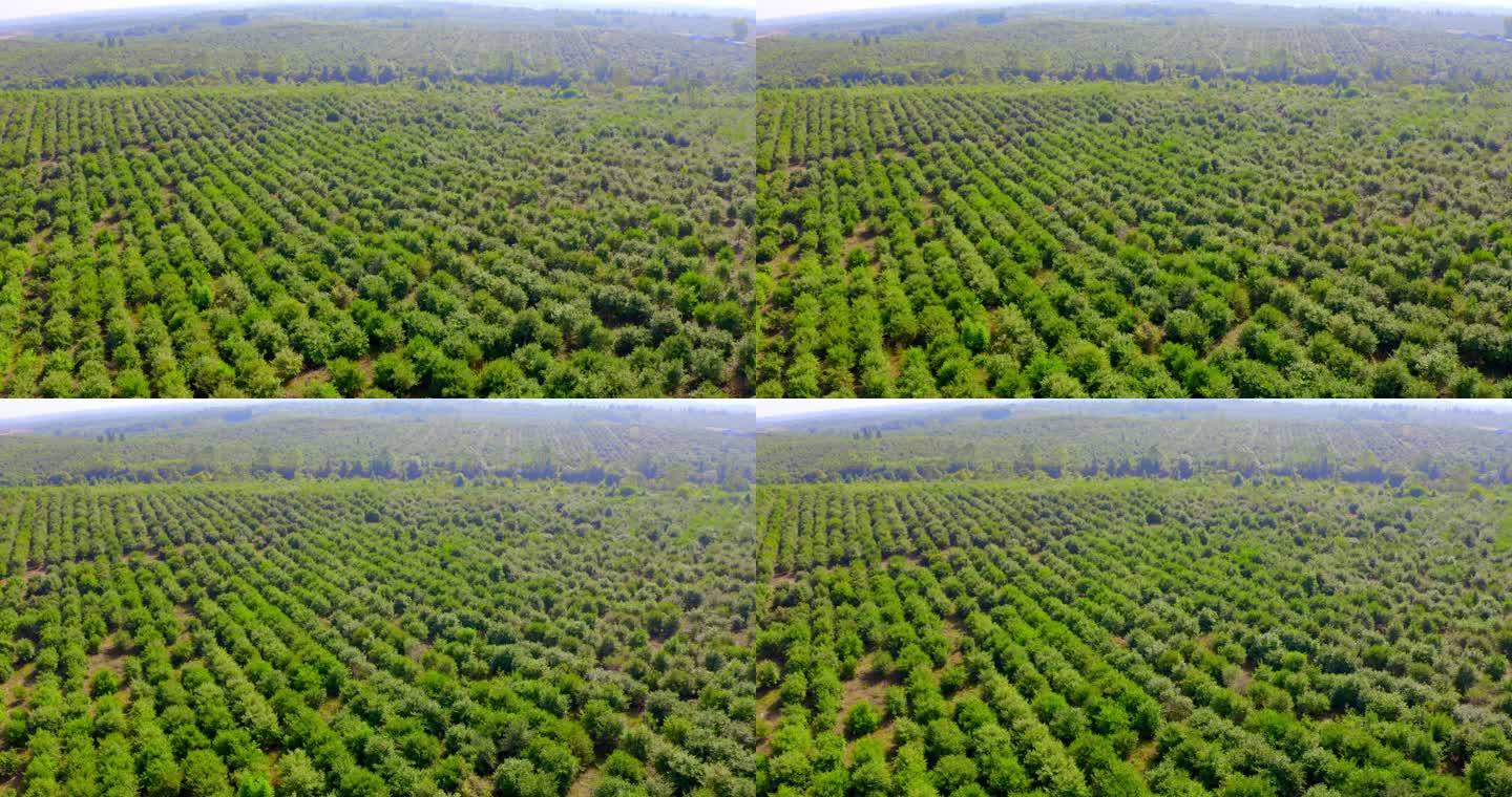 茶油树种植基地航拍