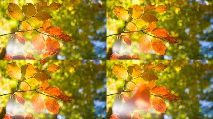 秋天的树枝和金色的树叶特写