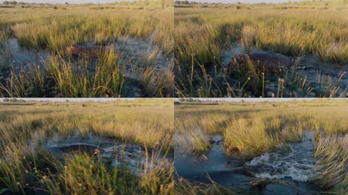 空中特写。河马在奥卡万戈三角洲的一条河的长草中游泳