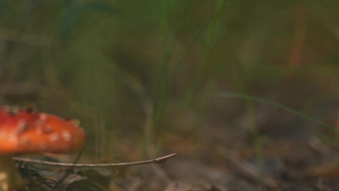 美丽的红飞木耳在森林里。近,宏观