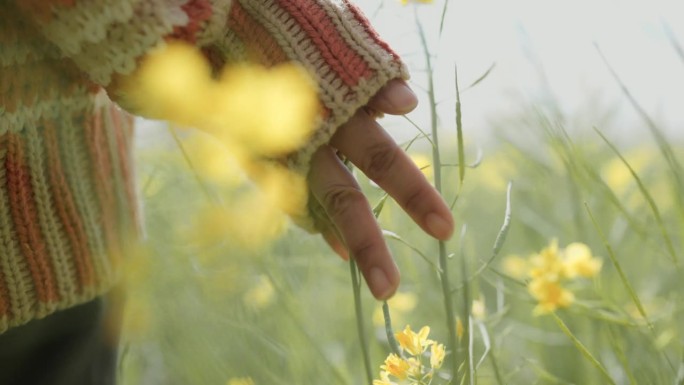 日本，日落时分，一位妇女的手抚摸着田野里的一朵黄花。