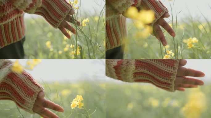 日本，日落时分，一位妇女的手抚摸着田野里的一朵黄花。