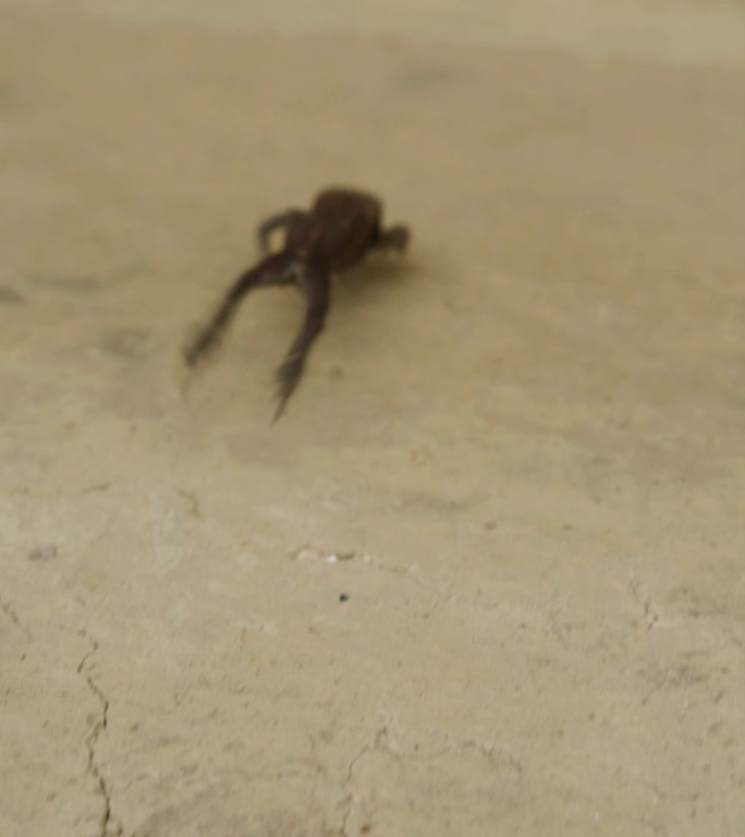 一只小雨蛙正在粘土表面上爬行。垂直视频