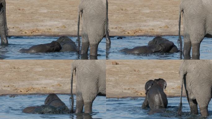 特写镜头。两只可爱的小象在水坑里和它们的妈妈一起玩耍。