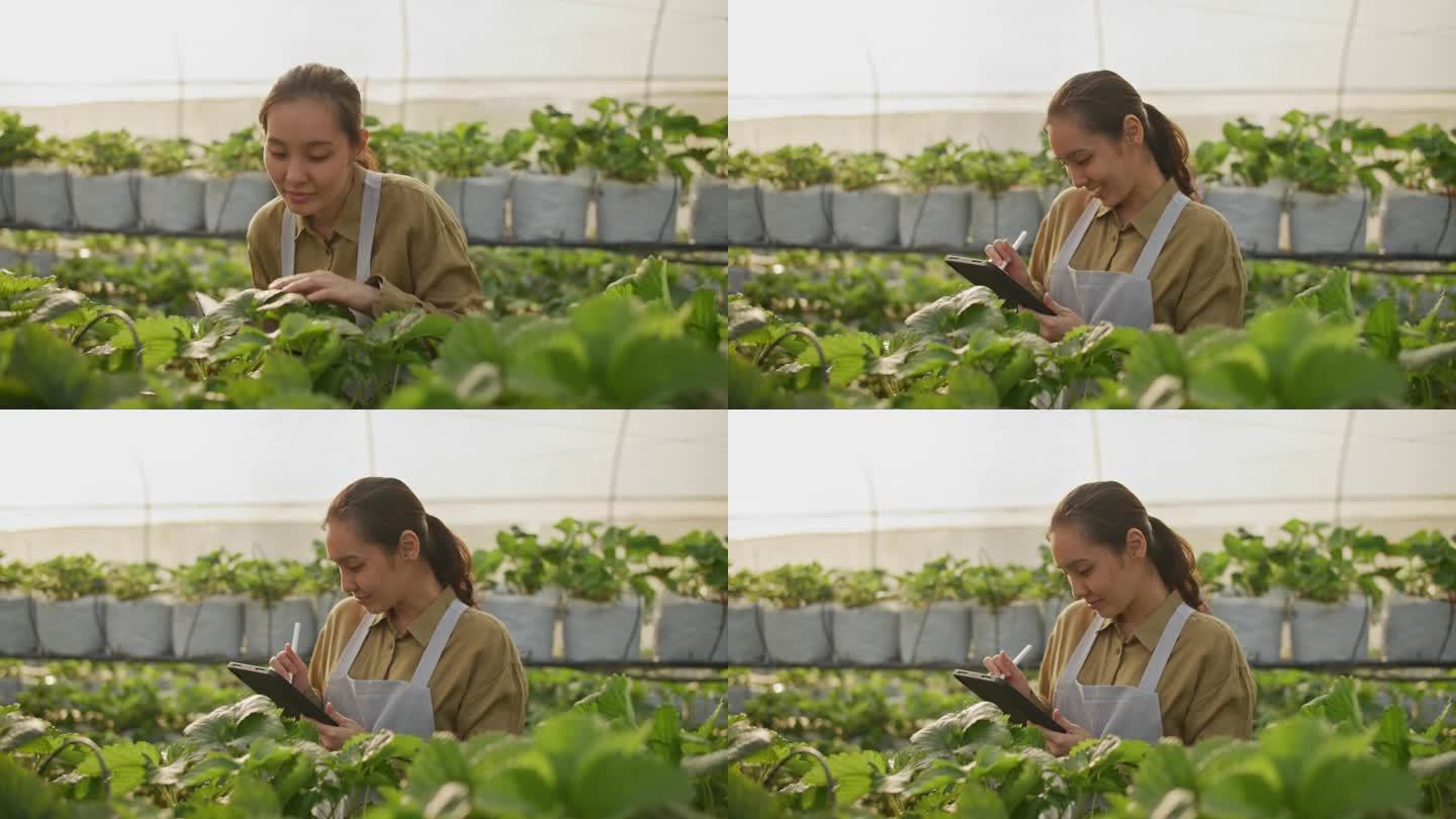 智能农业农民在蔬菜农场使用数字平板电脑