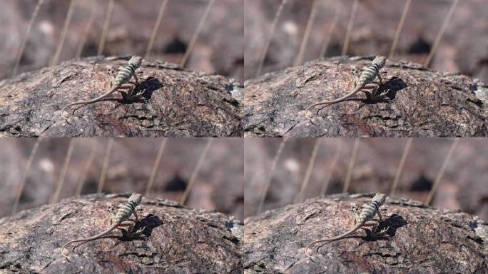 大盆颈蜥蜴宝宝在岩石上晒太阳