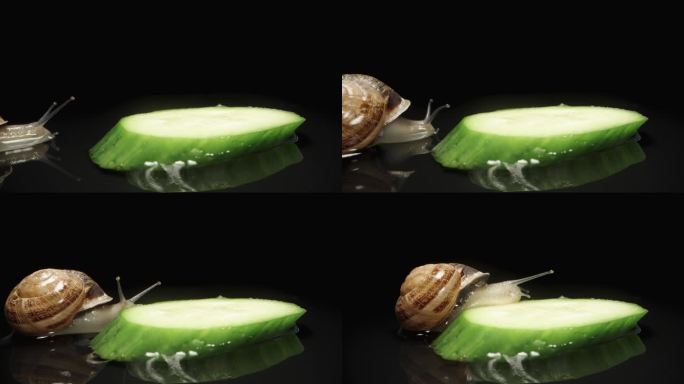 一只蜗牛爬到一片黑色背景的黄瓜上。加速特写拍摄。
