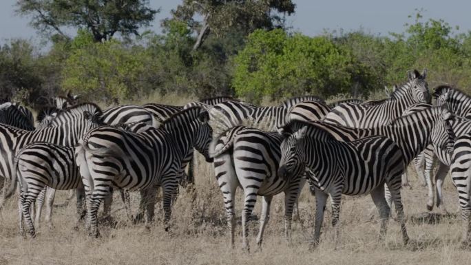 特写平移视图。一群斑马站在非洲丛林中