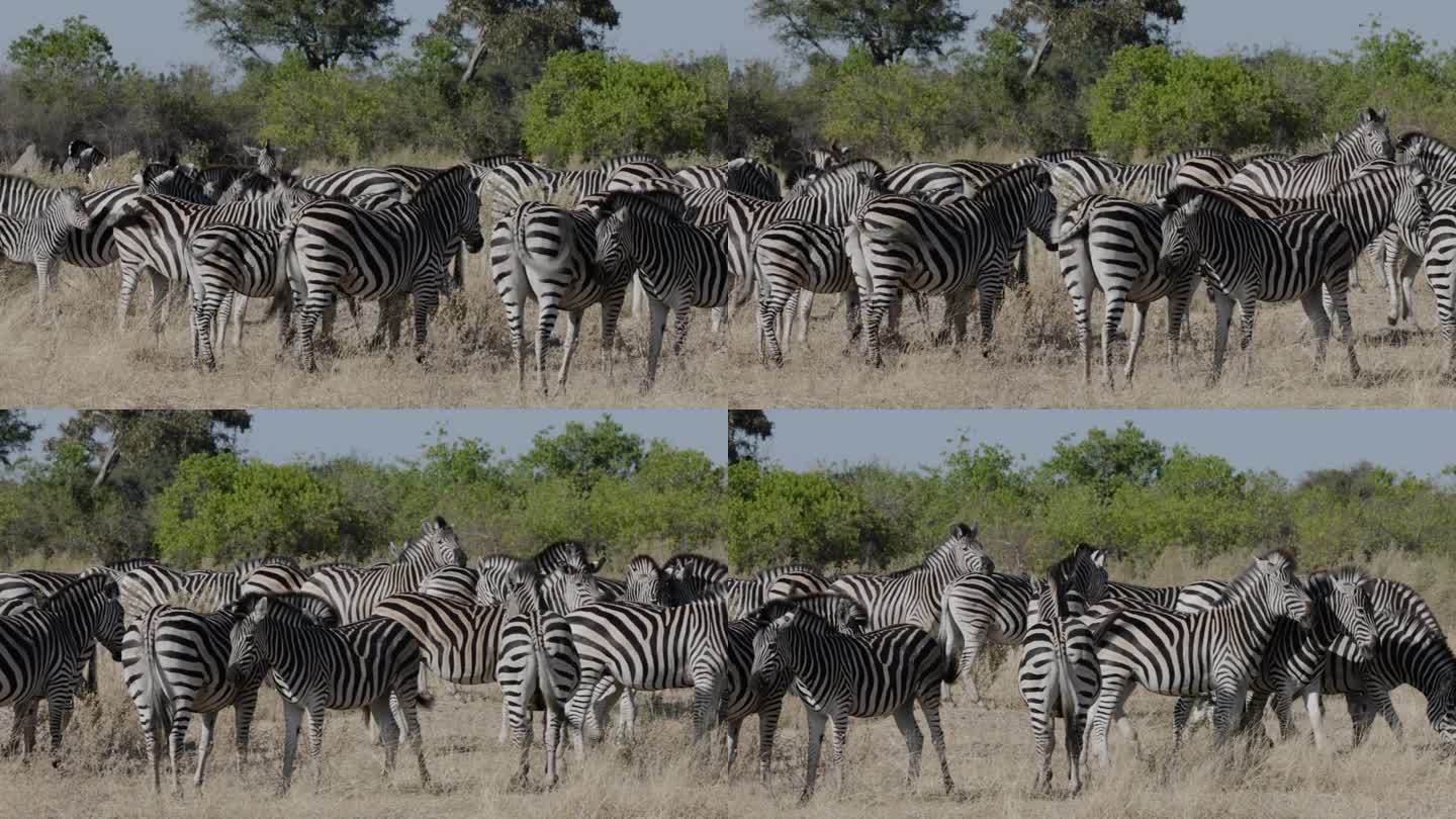 特写平移视图。一群斑马站在非洲丛林中