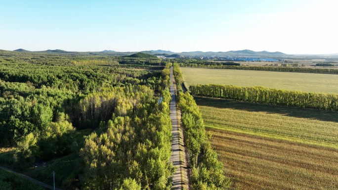 两边是白桦树的乡村道路航拍