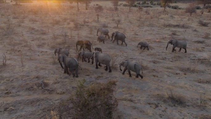 天线。一群正在繁殖的小象在日落时分带着小象离开一个水坑