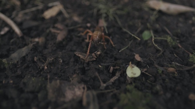 智利红蟋蟀在森林地面上行走。第三人称视角。