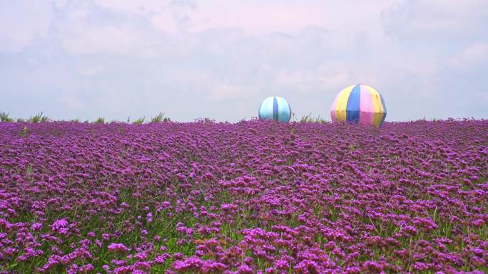 夏天贵州山顶上的薰衣草花海中的气球