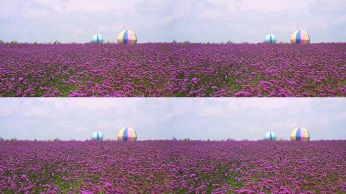 夏天贵州山顶上的薰衣草花海中的气球