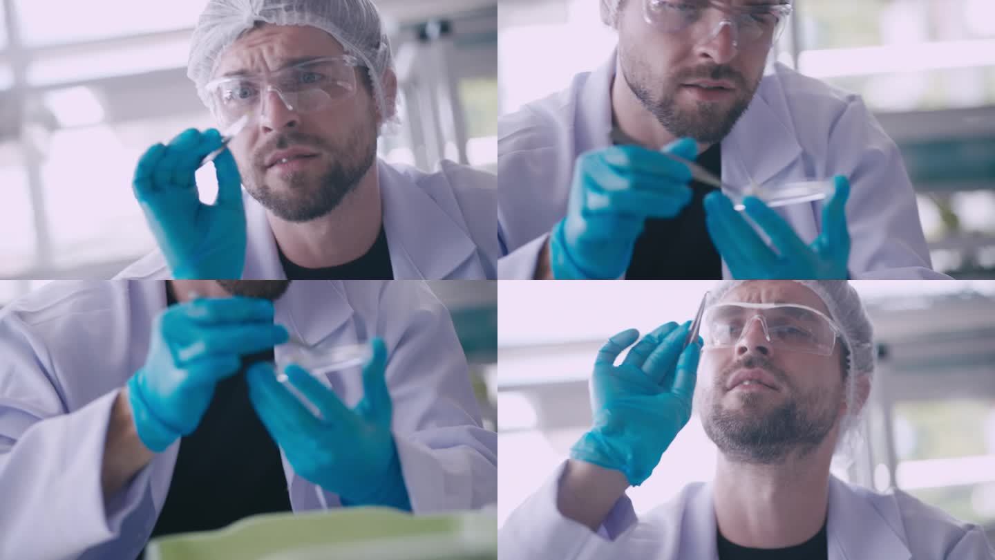 农学家是在实验室里用显微镜工作的植物科学家。