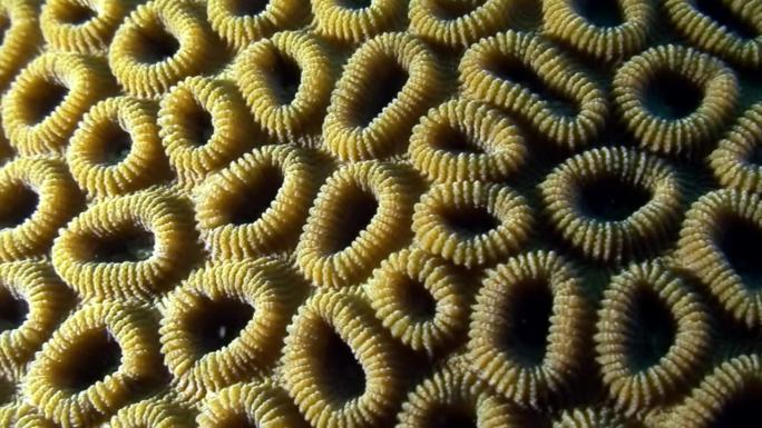 菲律宾太平洋珊瑚的生长、解剖和遗传多样性。