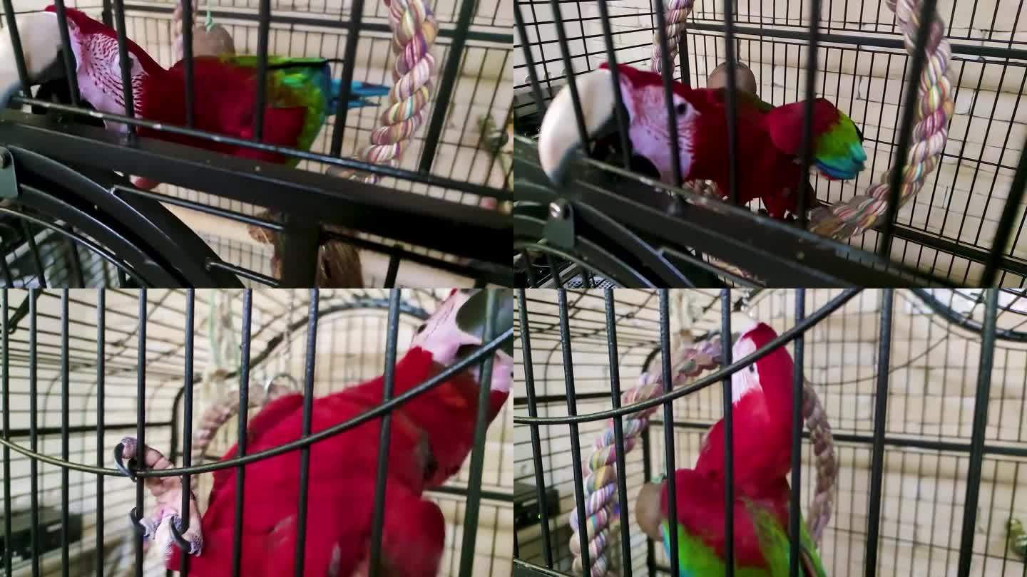 红鹦鹉Ara。鹦鹉的镜头。彩色大鹦鹉