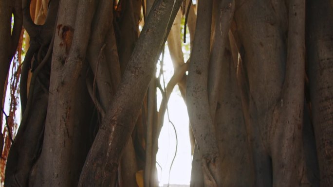 阳光明媚的一天，夏威夷的威基基海滩上，太阳耀斑和灯光效果透过老榕树过滤