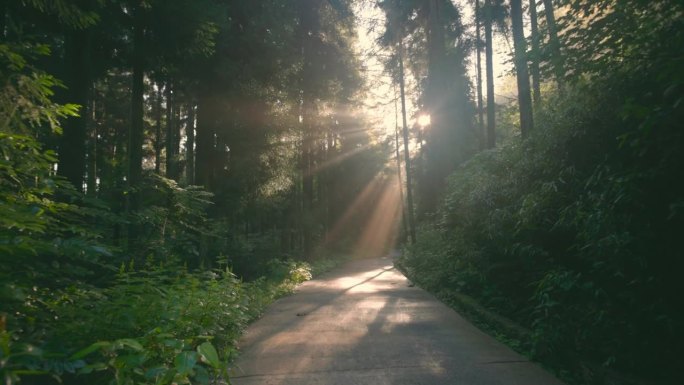 森林道路上的阳光耶稣光丁达尔光树木树丛