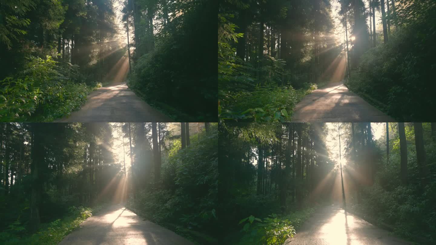 森林道路上的阳光耶稣光丁达尔光树木树丛