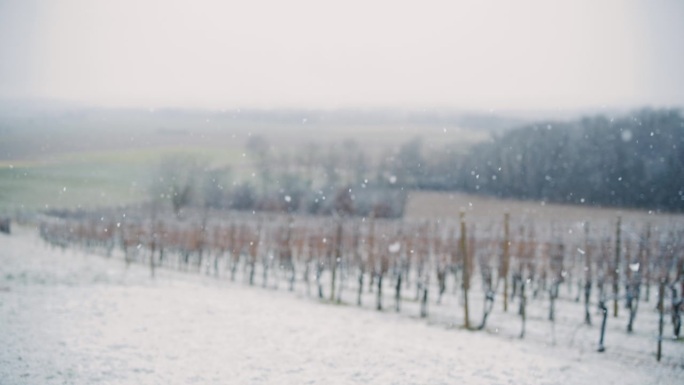 白雪落在葡萄园上白雪落在葡萄园上下雪