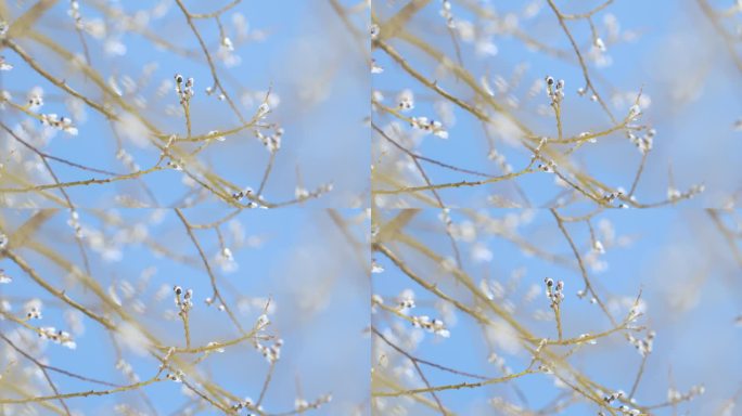 冰封的杨柳蓓蕾在风中摇曳。柳树的枝条开始开花。散景。