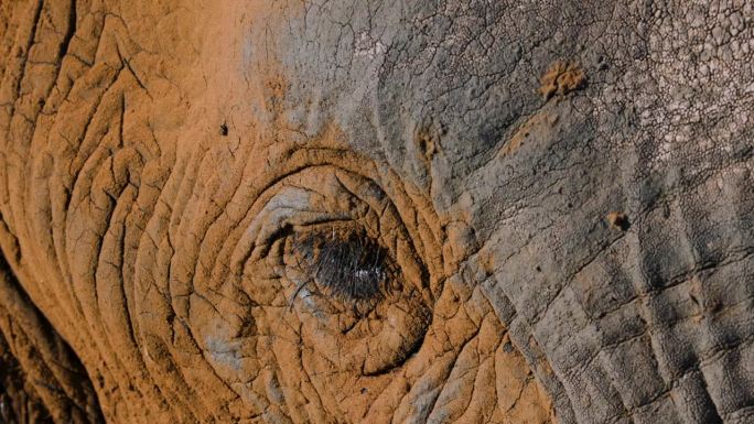 大象眨着眼睛，脸上沾着沙子的特写