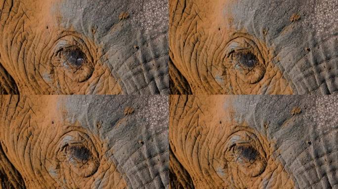 大象眨着眼睛，脸上沾着沙子的特写