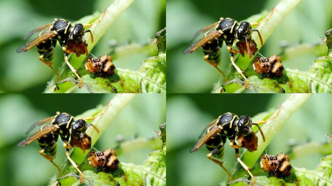 在4K视频中黄蜂吃虫子。特写镜头。