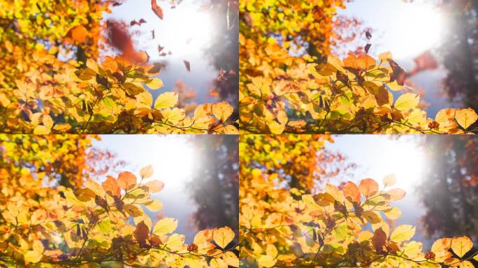 秋天的背景与落叶11月份东北北方黄色
