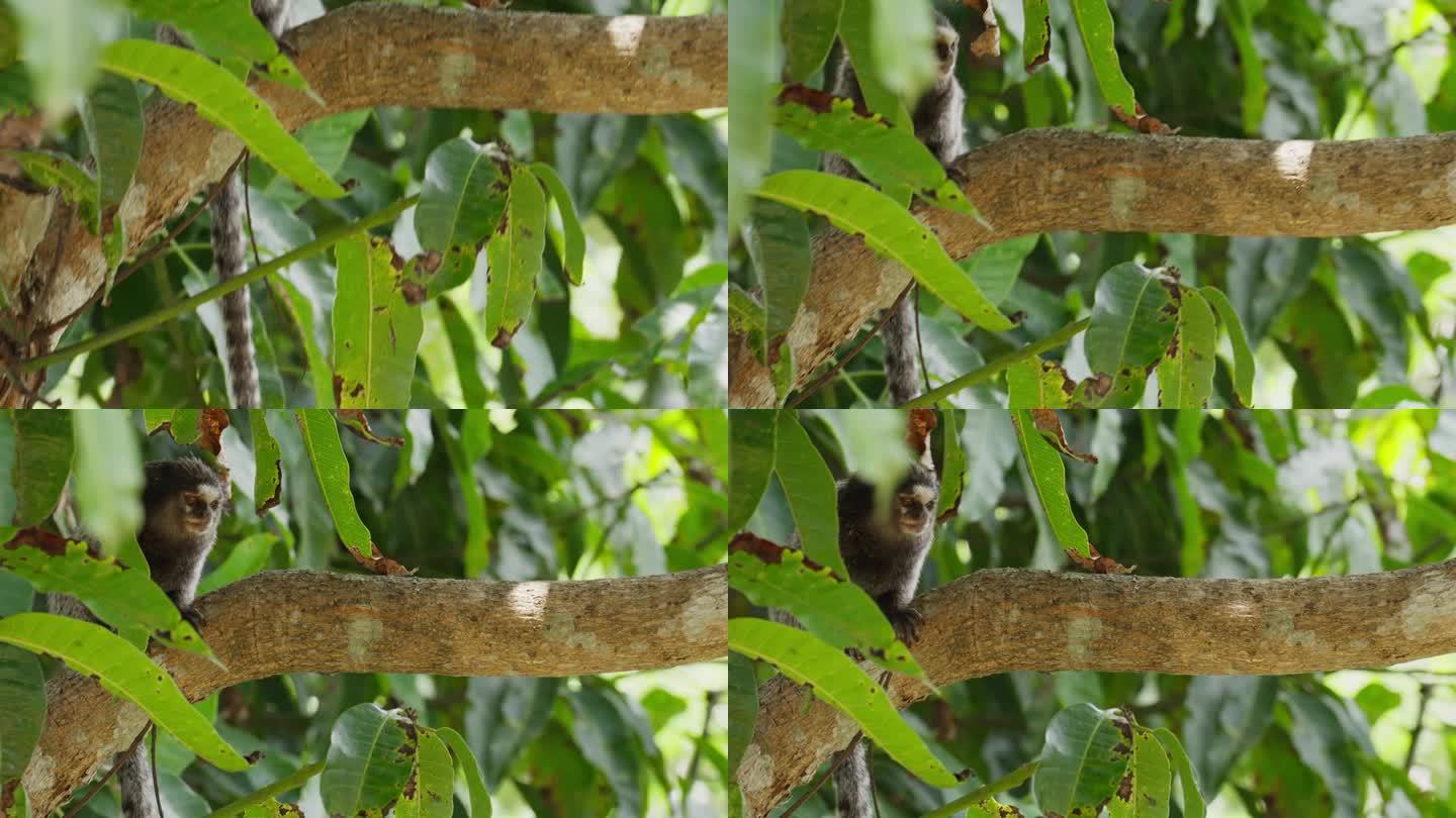 热带森林里一只坐在树枝上的狨猴