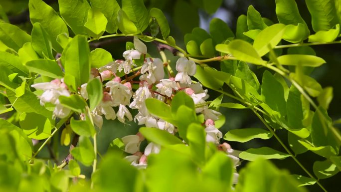 金合欢树在春天开花时是白色的，叶子是绿色的