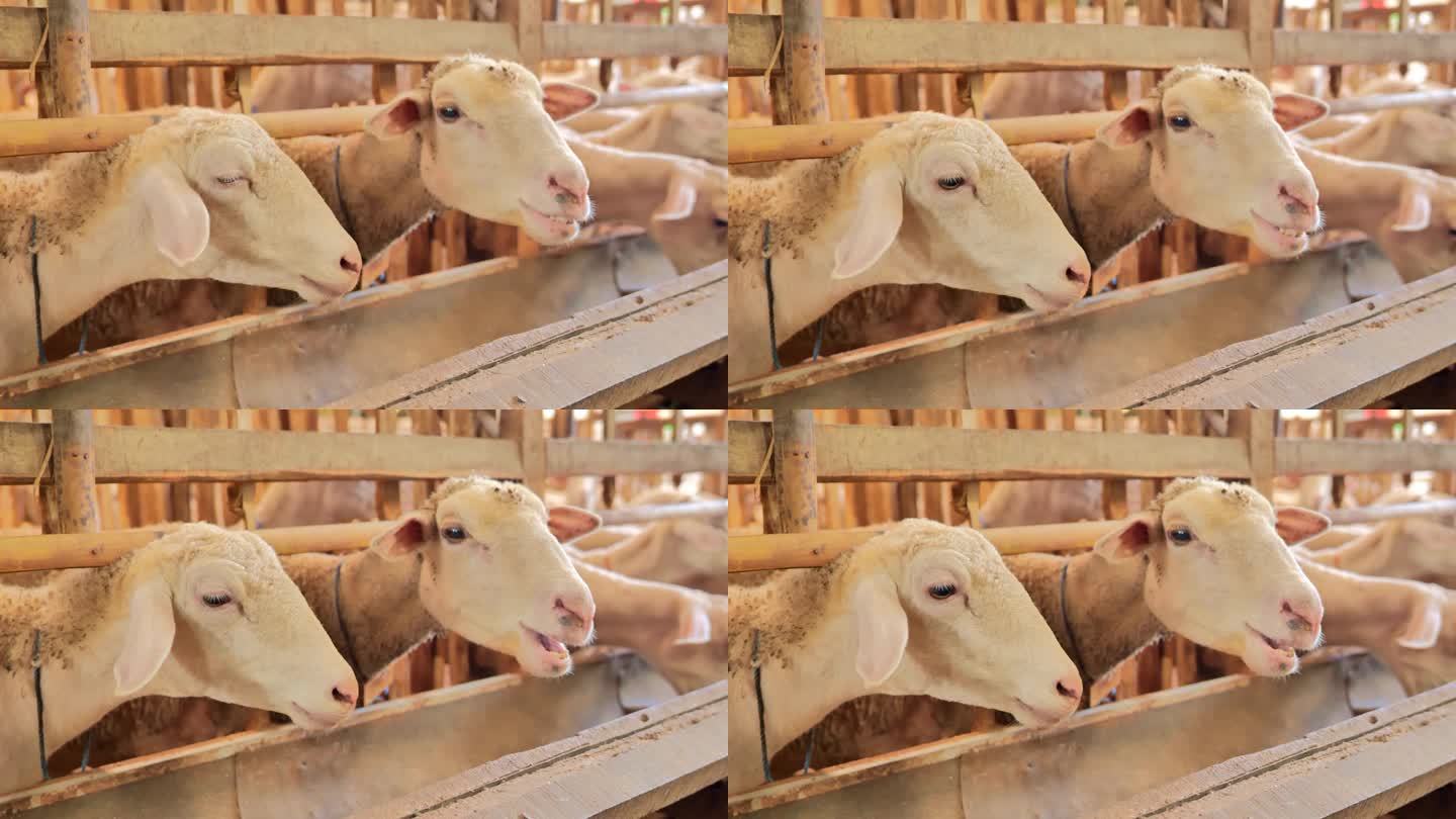 一只在木圈里的羊看着镜头，和其他羊一起大嚼饲料。羊看起来很健康。