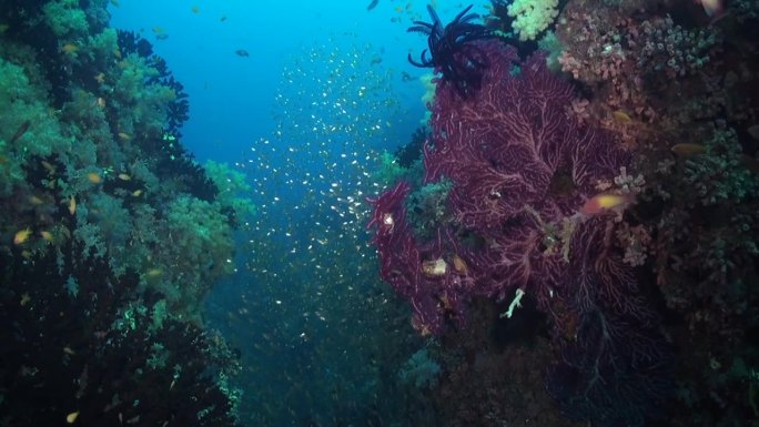 马尔代夫的海底世界和一群闪亮的玻璃鱼。