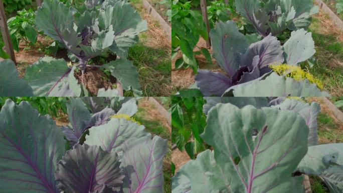红卷心菜生长在花园床上，镜头流畅地移动穿过种植园