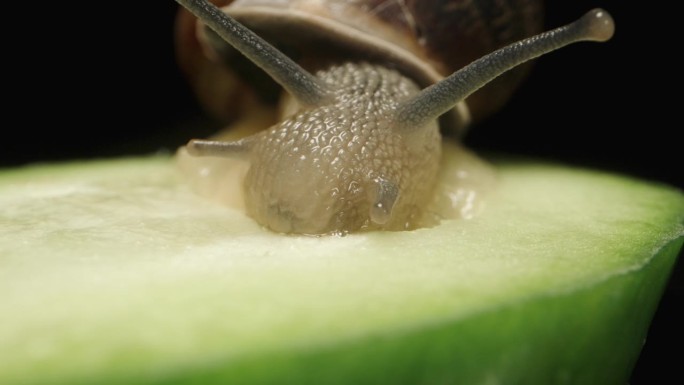 一只蜗牛坐在一根黄瓜上吃它的肉，你可以看到它是如何用嘴咬下一点的，宏观的。