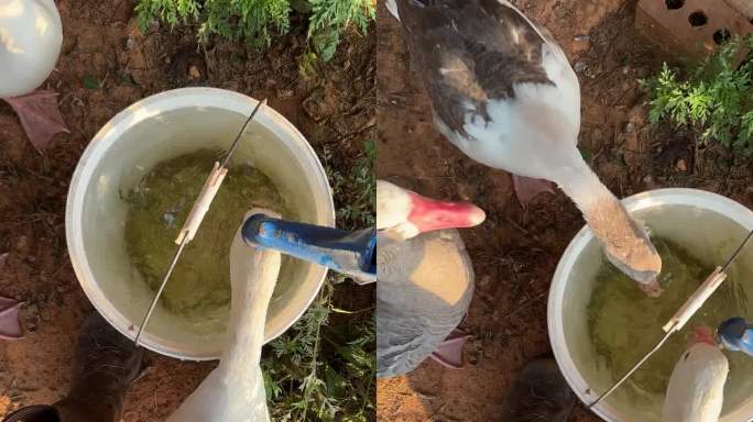 一只信得过的白鹅站在农夫的两脚之间，从桶里喝水，咬着桶柄，两只灰鹅也在喝水。有趣的农场动物